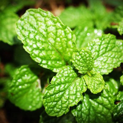 My Mint Runneth Over: When Mint Terrorizes Your Garden