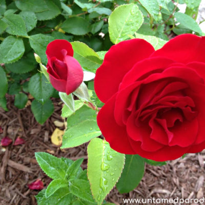 Breakfast for Roses