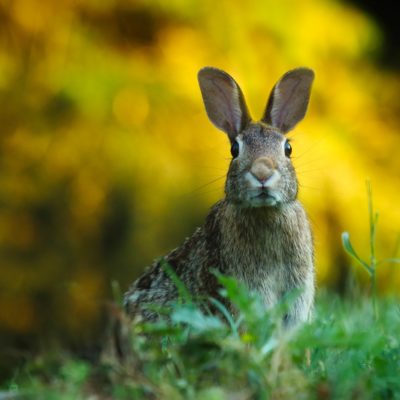 My Garden is Not Your Buffet! Say Goodbye to Garden Eaters