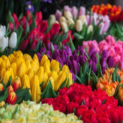 Spring Bulb Planting How-To
